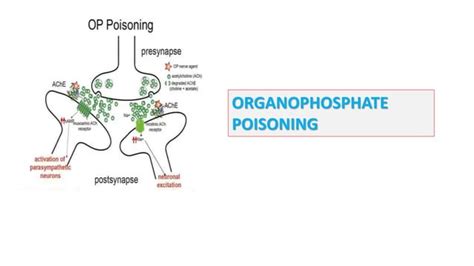 Organophosphate Poisoning Ppt