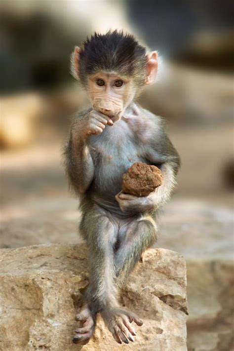 Baboon Baby By Yuri Peress Cute Animals Animals Funny Animal Pictures