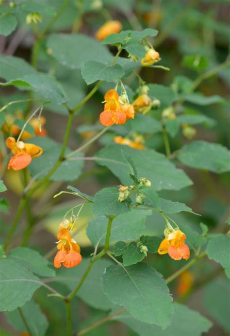 I had very bad results trying to grow this plant. Spotted Touch-me-not (Impatiens capensis) - Cable Natural ...