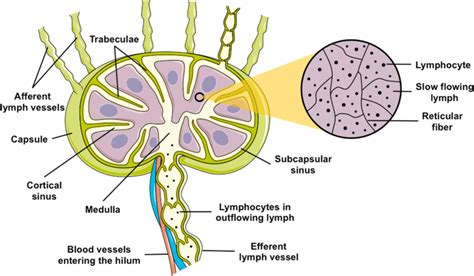 Structure Of A Lymph Node Adapted From Servier Medical Art Images
