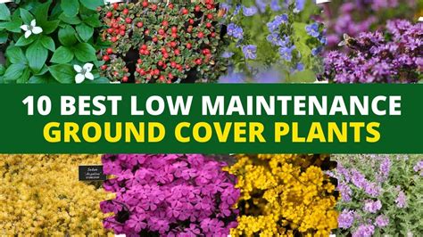10 Best Low Maintenance Ground Cover Plants For Landscaping 👌 Youtube