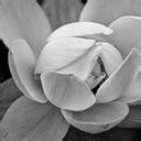 Black And White Flower II Wall Art, Canvas Prints, Framed Prints, Wall
