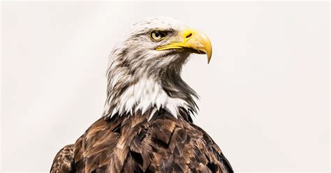 The real reason humans are the dominant species - Flipboard