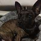 Jeśli szukasz produktów z kategorii french bulldog puppies rescue texas, jesteś we właściwym miejscu. French Bulldog Puppies - Rescue and Adoption Near You