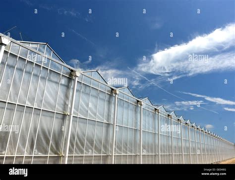 Tangmere Nurseries One Of The Largest Greenhouses In Europe Stock