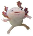 Complete Axolotl Caresheet Sillyaxolotls