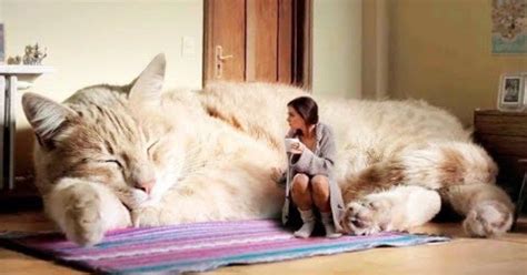 biggest cat in the world breed