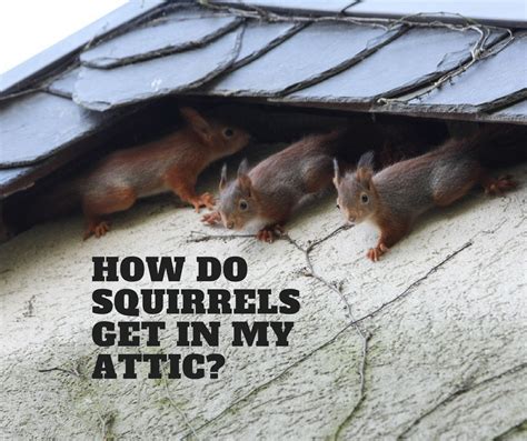 Cc Ft Worth How Do Squirrels Get In My Attic Sept Critter Control