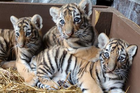 Beautiful Tiger Cubs 6a010535647bf3970b01bb0931582a970d