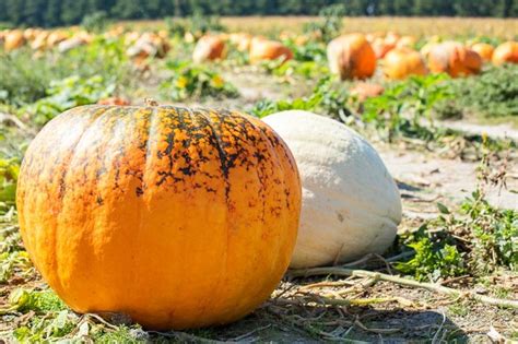 Climatic conditions play a vital role in the whole sprouting process. How Long Does it Take to Grow Pumpkins From Seeds? | eHow