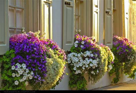 With a touch of flowers, succulents, or herbs, these pros really know how to turn an ordinary window into a true work of art. Renée Finberg ' TELLS ALL ' in her blog of her Adventures ...