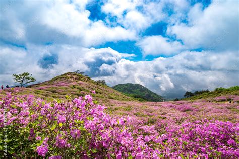 Beautiful Rhododendron Flowers On Mountains At Morning Hwangmaesan