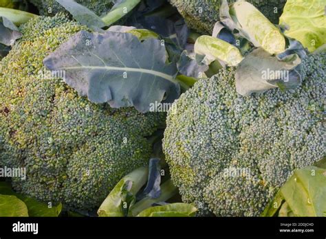 Organically Grown Broccoli Vegetable Stock Photo Alamy