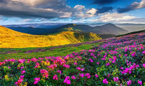 Spring Mountain Landscape Flowers Purple Colored Hills With Green Grass