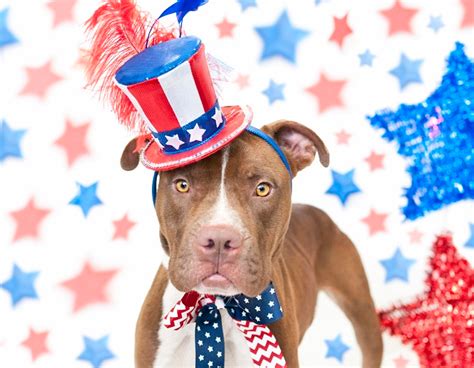 30 Patriotic Dogs Celebrating The 4th Of July Pictures Dogtime In
