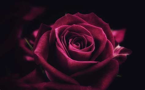 Red Rose 4k Wallpapers Wallpaper Cave