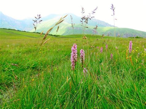 Green Steppe Mountains And Pink Flowers In The Foreground Stock Image