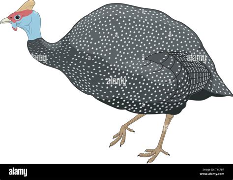 Guinea Fowl Vector Illustration Stock Vector Image And Art Alamy