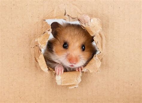 Create An Ideal Home For Your Hamster Burgess Pet Care