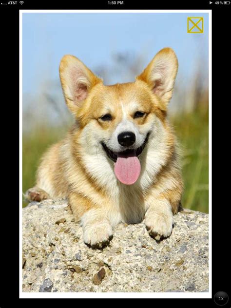 Cute corgi puppy corgi dog cute puppies pet dogs dogs and puppies teacup puppies weiner dogs cute baby dogs i love dogs. So cute | Corgi, Animals, Dogs