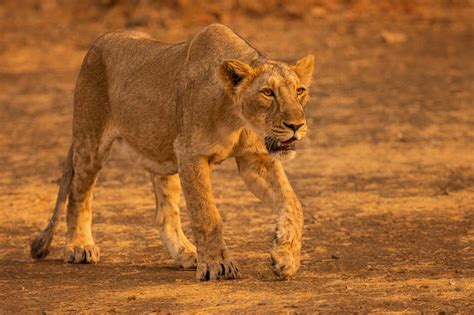 Prowling Asiatic Lioness Francis J Taylor Photography