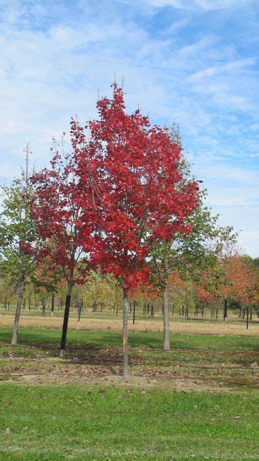 Autumn Spire Maple