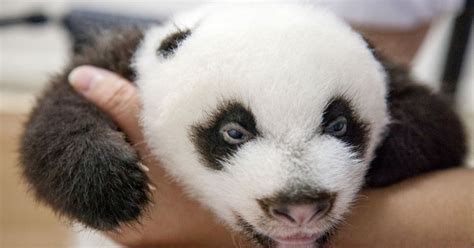 The Worlds Only Surviving Giant Panda Triplets Unveiled In China