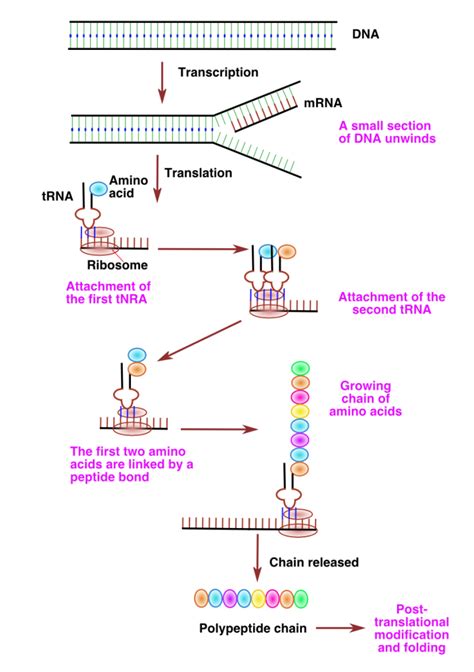 How to DNA to Protein Translation Process