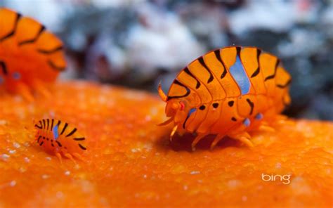Gammaridean Amphipods In The Waters Off Tokyo Japan Hd Wallpapers