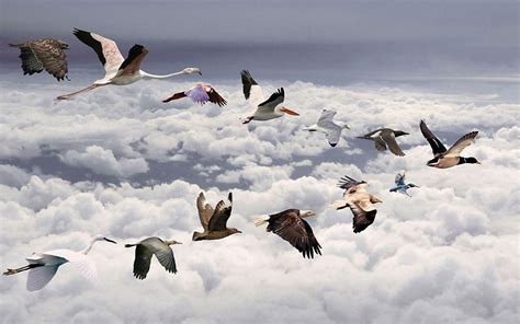 🔥 49 Birds Flying Wallpaper Wallpapersafari