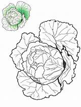 Coloring Cabbage Vegetables Recommended sketch template