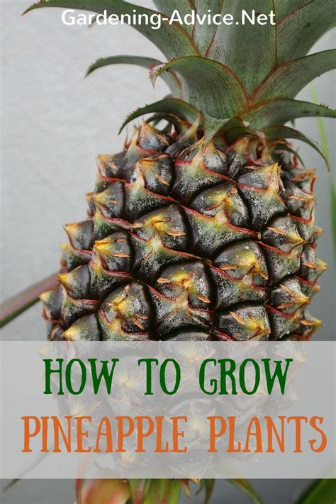 How To Grow A Pineapple Plant As A Houseplant
