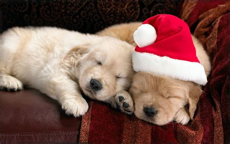 Adorable Puppies Sleeping On The Couch On Christmas Eve Wallpaper