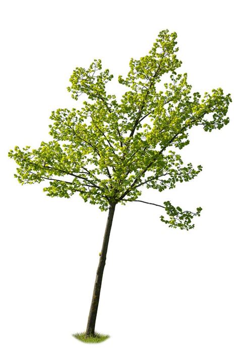 Green Maple Tree Isolated On White Background Stock Photo Image Of