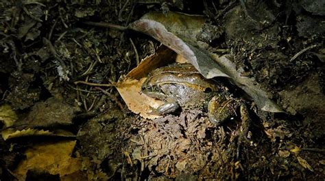 Alaskan Wood Frog Facts Habitat Diet Adaptations Pictures