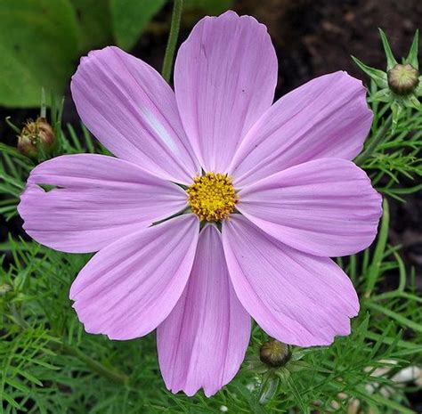 Pink Cosmos Cosmos Bipinnatus Garden Seeds Cosmos Flower Beauty