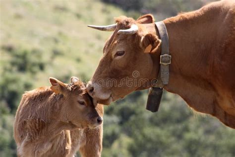 De Koe Die Van Holstein Voor Haar Gloednieuw Meestal Wit Kalf Eet Stock