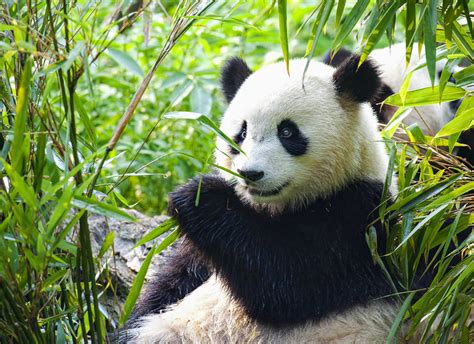 Top 196 Endangered Animals Giant Panda Information