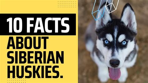 Ten Interesting Facts About Siberian Huskies