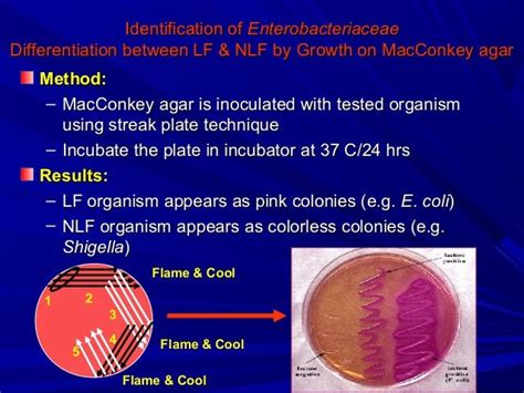 Gram Negative Rods