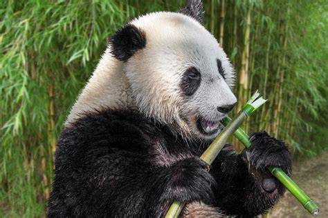 Hamar Az Eladások összege Elkényeztet Panda Bamboo Eating Súrlódás