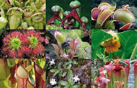Cuantas Especies De Plantas Carnivoras Existen En El Mundo Page The