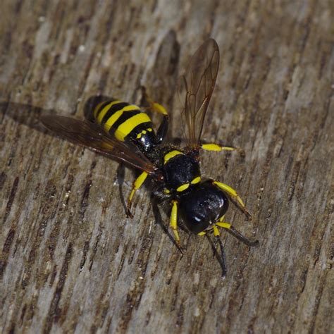 Which hoverfly? | NatureSpot