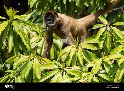 geoffroy spider monkey aka black-handed spider monkey Stock Photo - Alamy