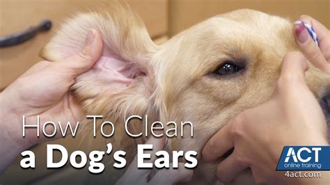 Cleaning A Dogs Ears Veterinary Training K9 Pie