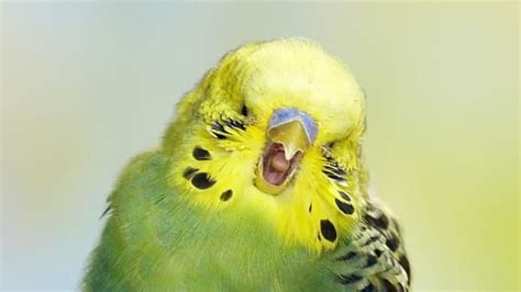 When One Budgie Yawns Other Budgies Yawn Too Budgies Funny Parrots