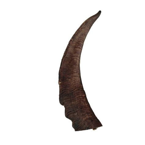 Animal Horns Png Download Image Png All Png All