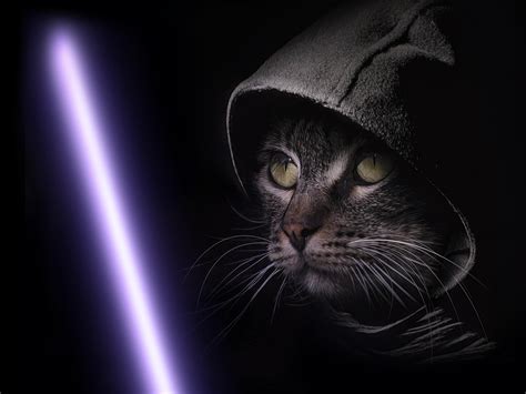 My Jedi Cat Rstarwarsfanart
