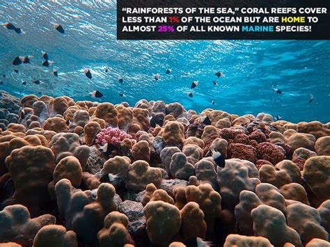 Why Are Coral Reefs Important Coral Reef Preservation