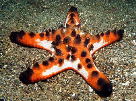 Chocolate Chip Sea Star Protoreaster Nodosus Sea Stars Horned Sea